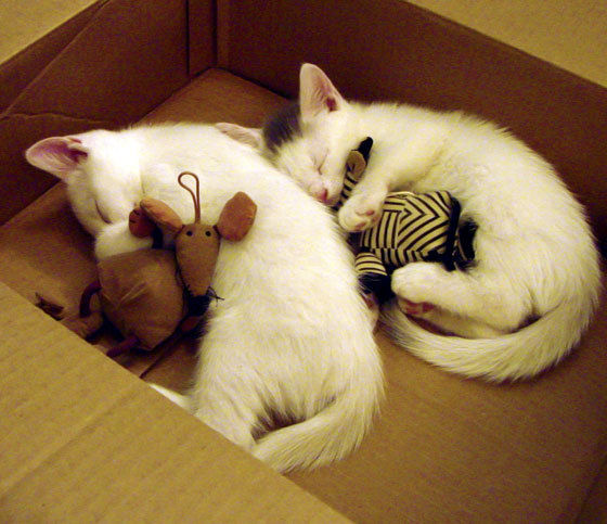 爱游戏官方-【新规则的反应与优化】联盟是否考虑继续调整？公众反馈如何？