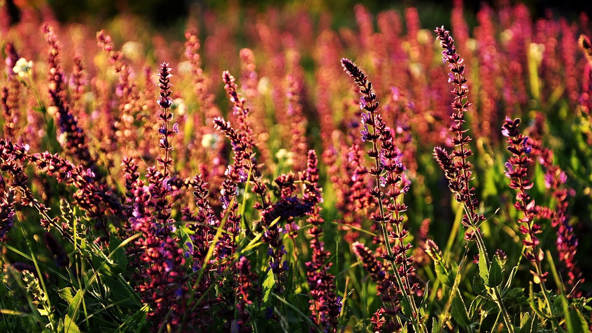 爱游戏电竞官网-世界短道速滑锦标赛创新技术应用,助推比赛公平,世界短道速滑比赛视频