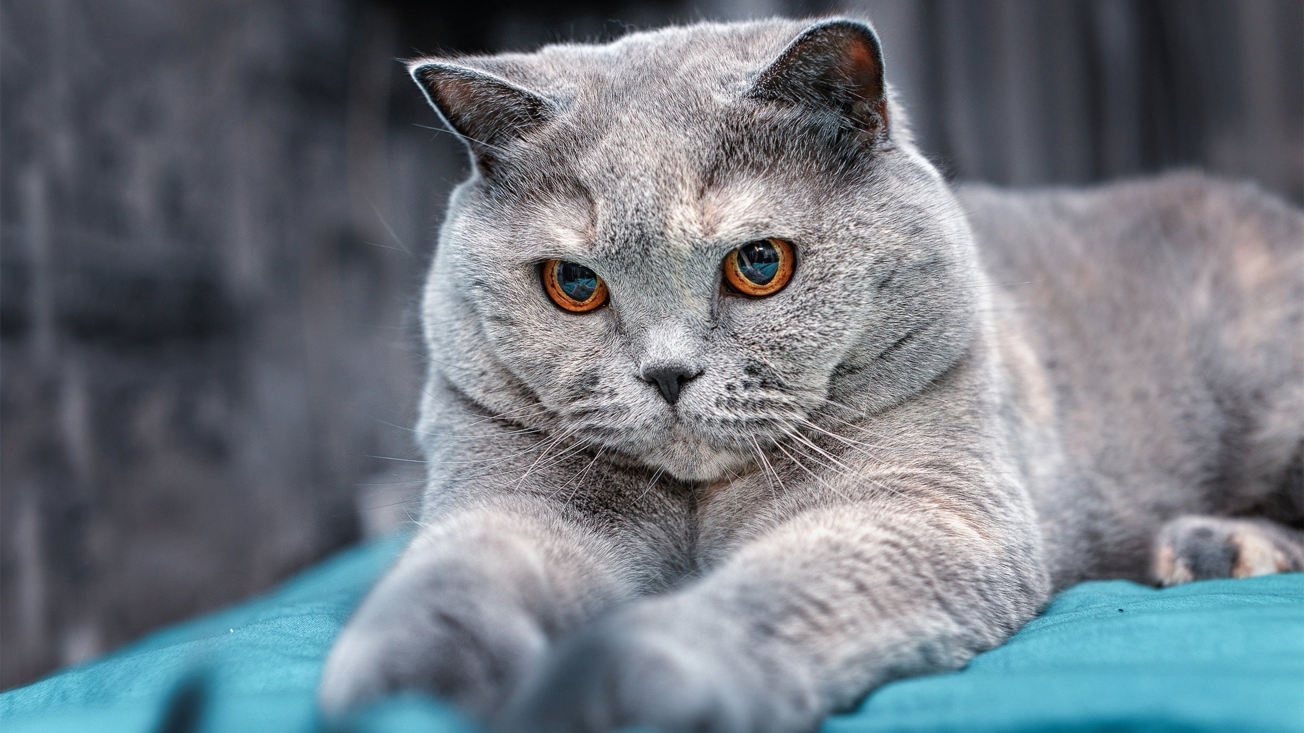 爱游戏 电竞-“最后一击定乾坤——全场焦点瞬间,燃爆全场”,最后一击歌词