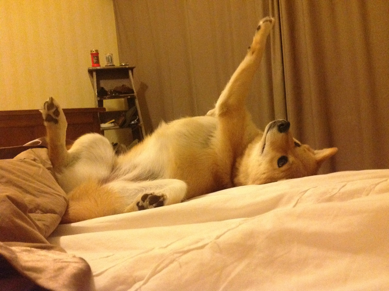 爱游戏登录入口-克罗地亚马术协会与兽医合作,开展马匹疾病预防与治疗研究。,克罗地亚 马可波罗