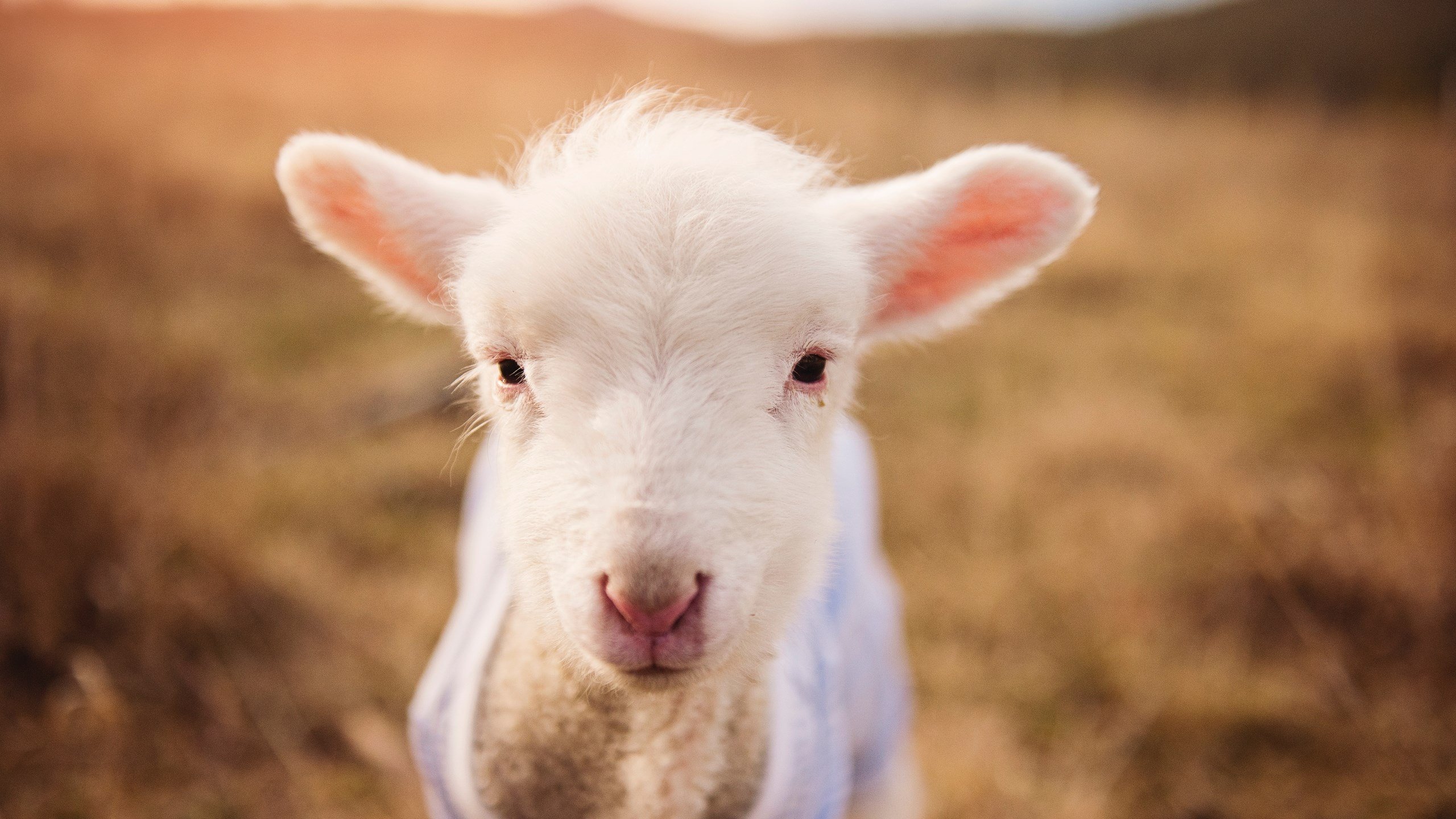 爱游戏中国官方登录入口网站-儿童趣味跑,快乐成长的运动启蒙,趣味跑的技巧