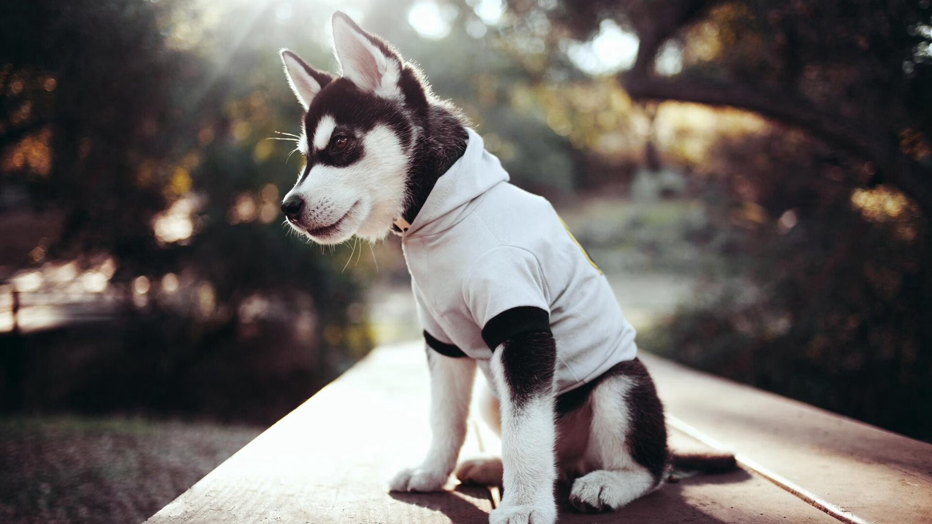 AYX GAMING-《DOTA2》Ti赛事幕后花絮:选手训练与心理压力的双重考验,dota2ti最经典的比赛