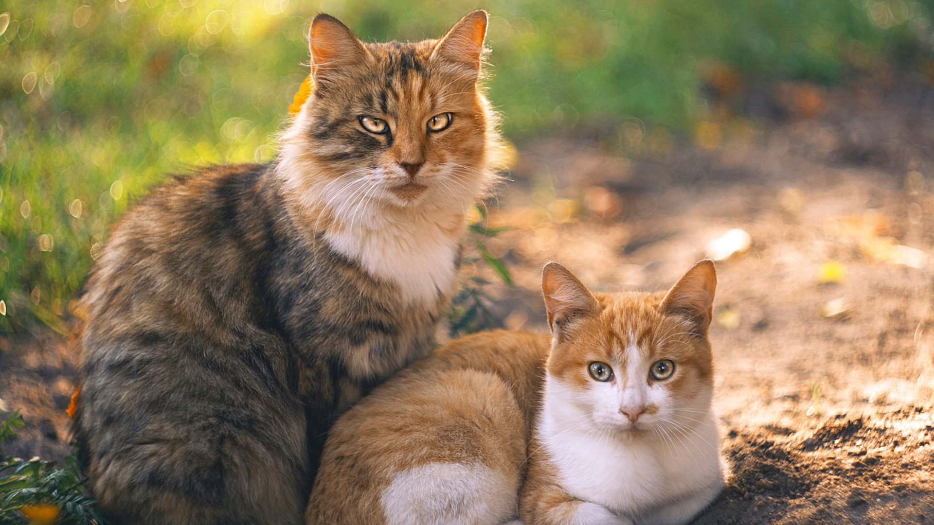 爱游戏登录入口-上海队连续三场连胜，士气高涨冲击冠军，上海队夺冠阵容