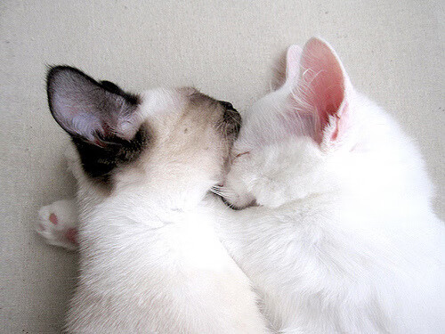 爱游戏在线登录入口-全国青少年“篮球+文化+旅游”融合产业联盟在杭州正式成立,促进产业繁荣