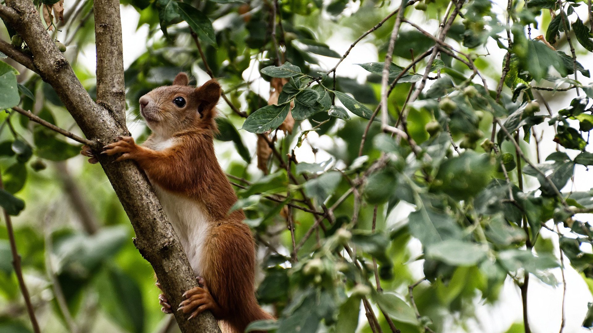 爱游戏体育APP下载-意甲双红会,豪门对决引爆全场,意甲被降级的豪门俱乐部
