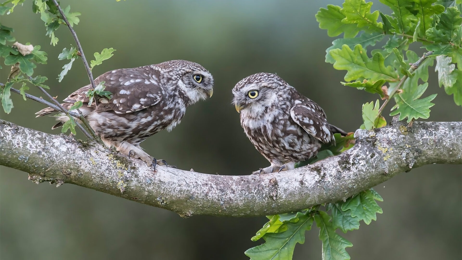 爱游戏体育APP下载-快船队战术新方案引领联盟潮流,快船队q战术