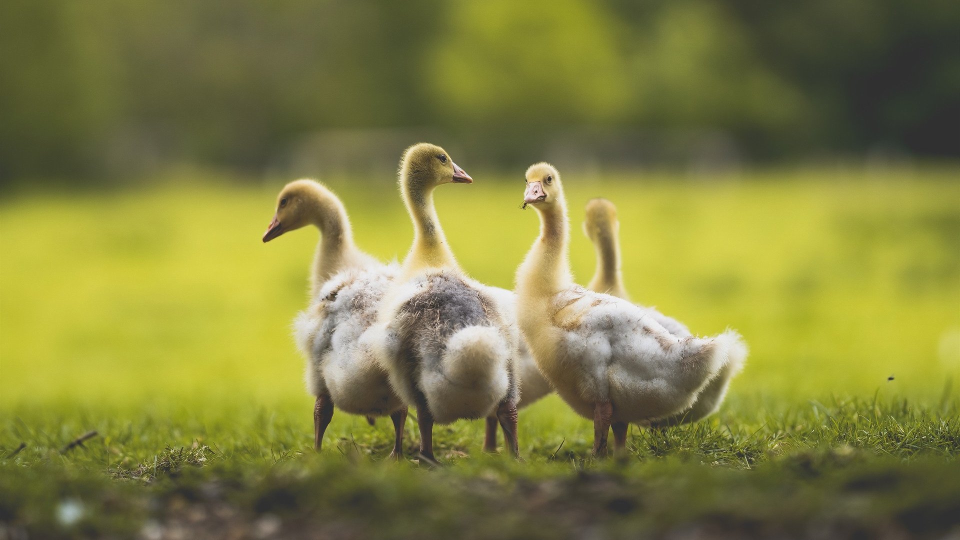 爱游戏体育app-感动瞬间:NBA赛场上感人至深的故事集合,nba 10大感人瞬间