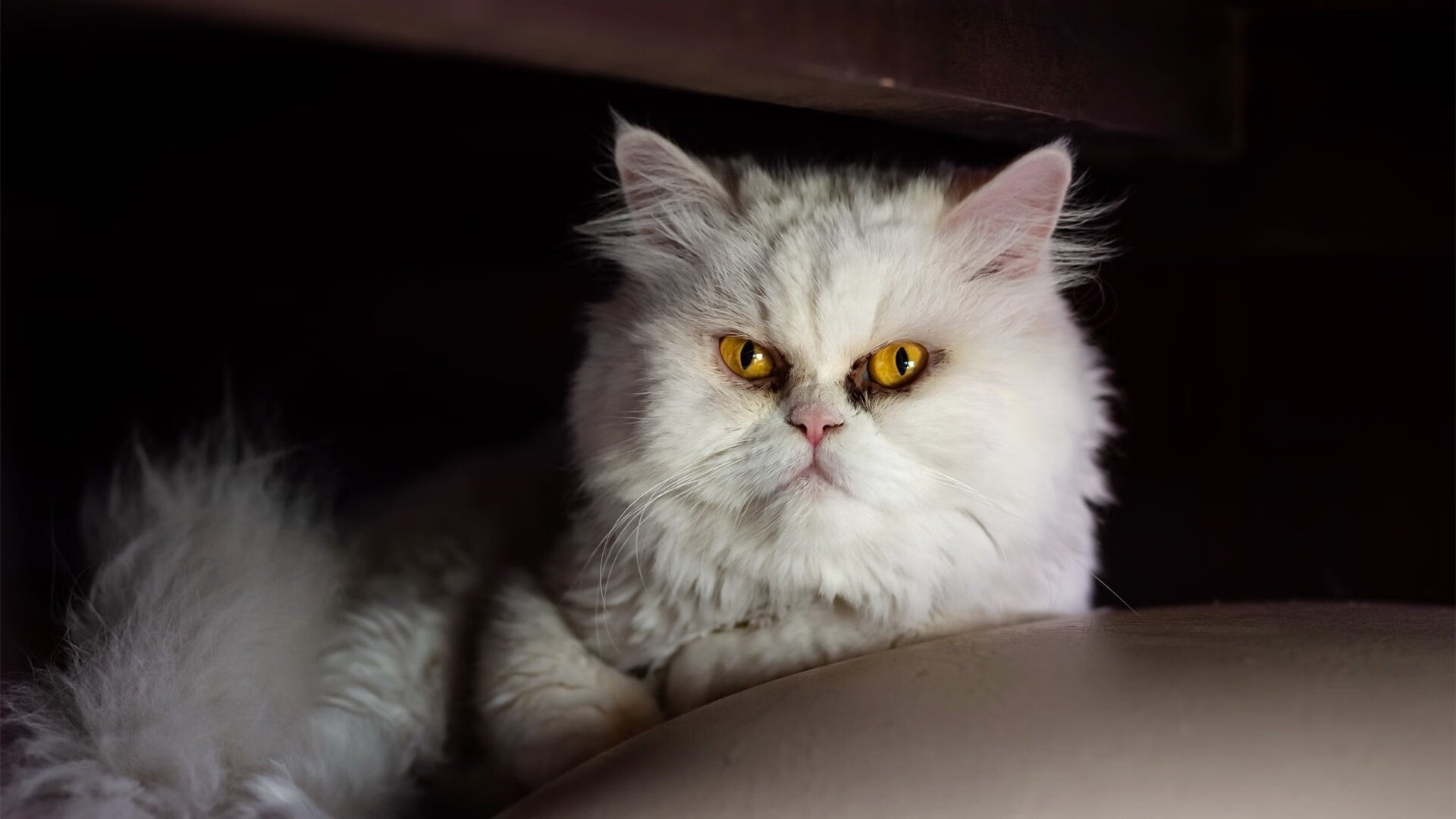 爱游戏体育平台-空中雪地摩托,雪域中的速度狂欢,雪地摩托场地