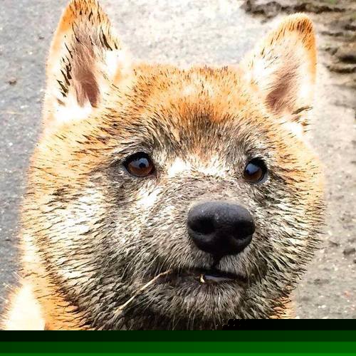 AYX SPORTS-西班牙小组对手主帅盛赞其组织能力,西班牙队队员