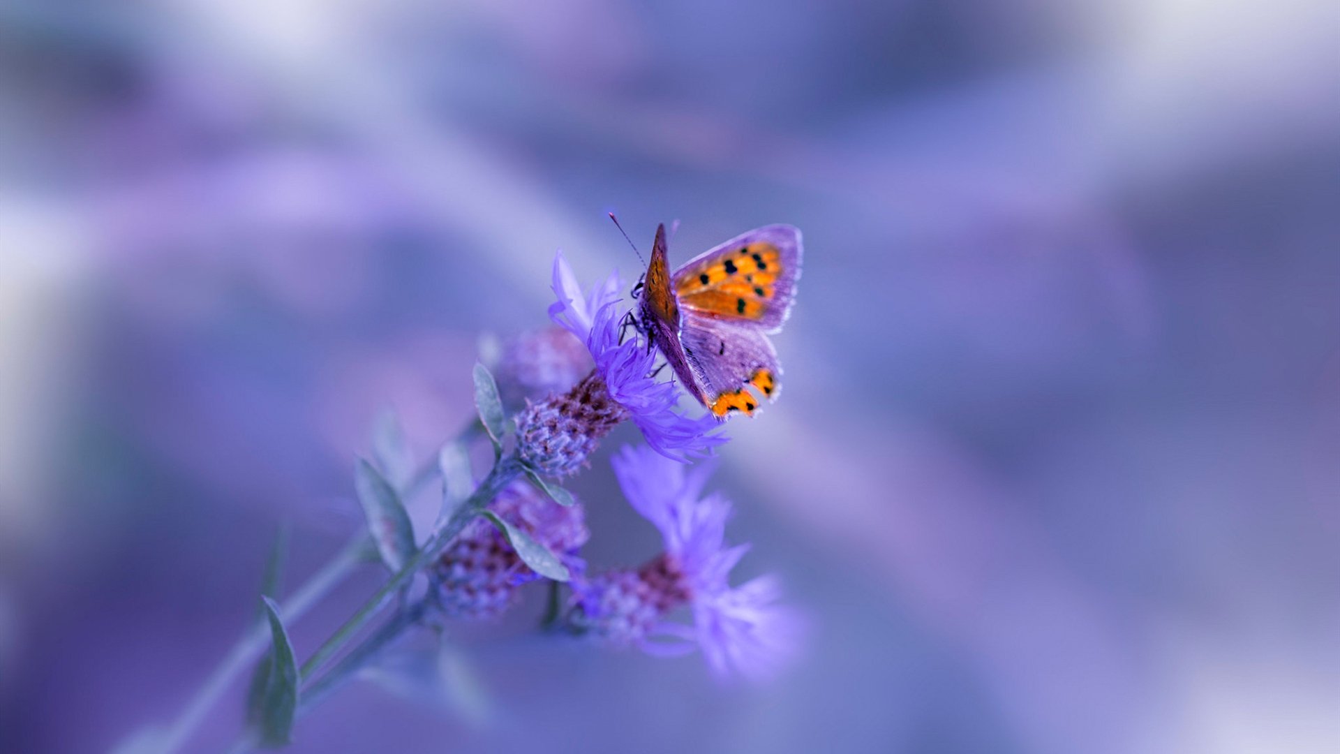 爱游戏电竞官网-赛道风云：WRC不同地形挑战全解析，wrc经典赛道