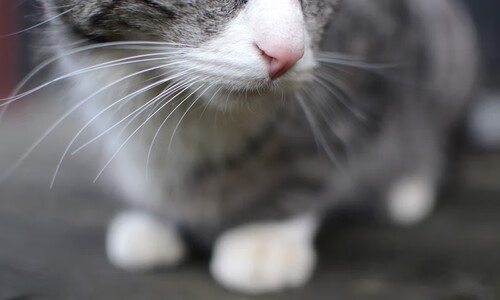 AYX GAME-赛季终极对决:冠军悬念持续升温,终极冠军比赛