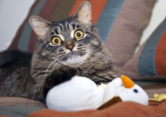 爱游戏综合娱乐-赛季最佳“厨师”助攻:传球技巧的极致展示