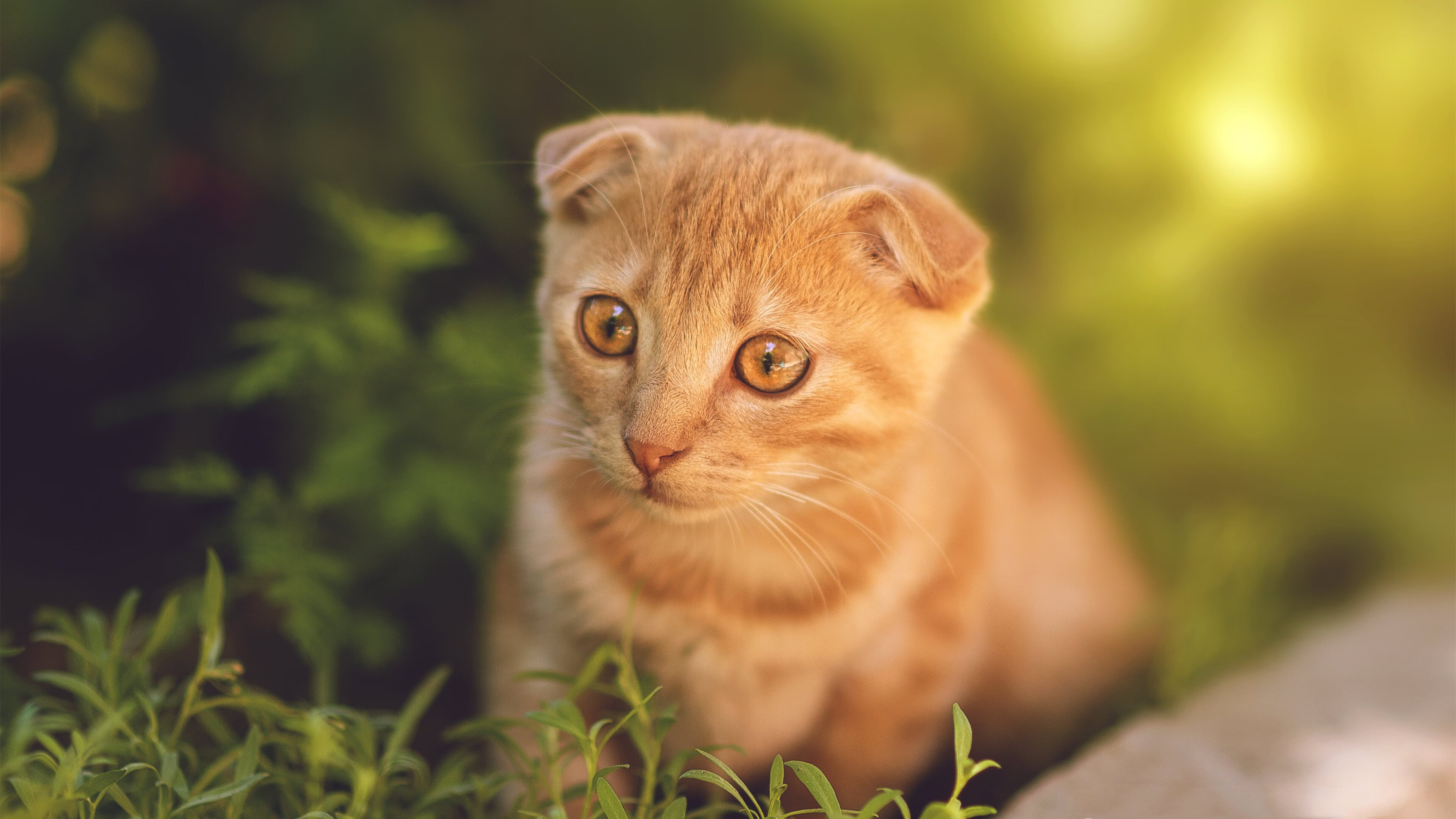 -边远地区足球基础设施逐步完善,普及率大幅提升,足球边缘