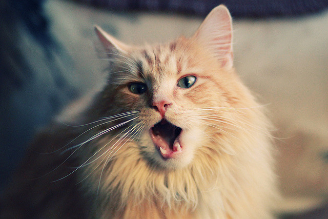 -斯洛伐克客场击败波兰，奠定欧锦赛强基础，斯洛伐克对战波兰