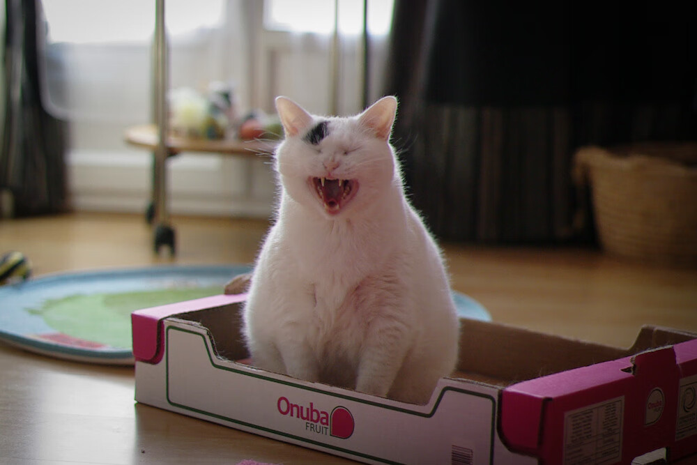 AYX SPORTS-上海上港坐镇主场迎战廊坊泰山，谁将成为比赛的胜利者？，上海上港主场赛程