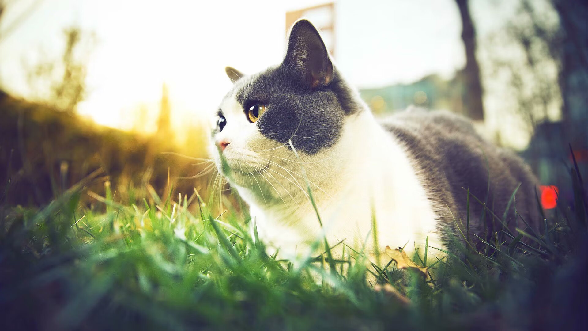 DOTA2观赛热潮不减各大平台竞争激烈，dota2 观看比赛