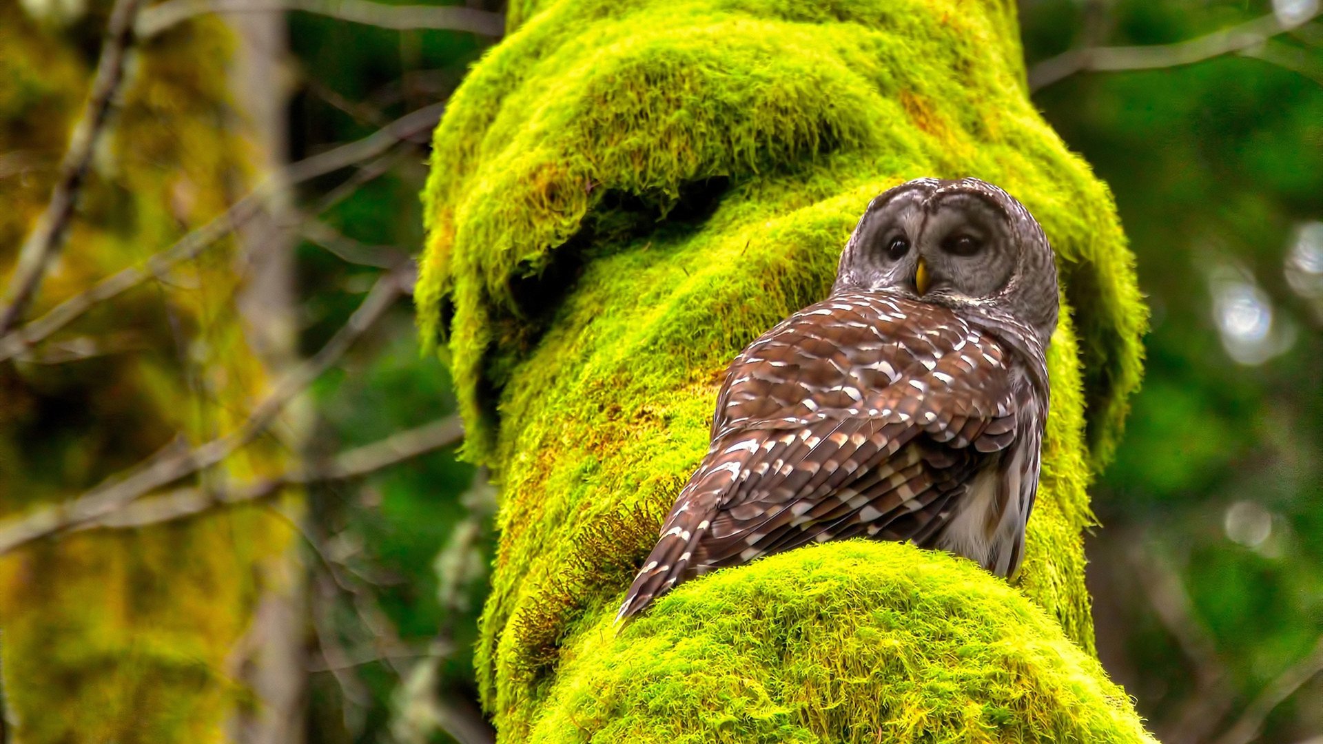 爱游戏体育app-斯洛文尼亚反击成功,逆转胜局牢记人心,斯洛文尼亚比赛视频