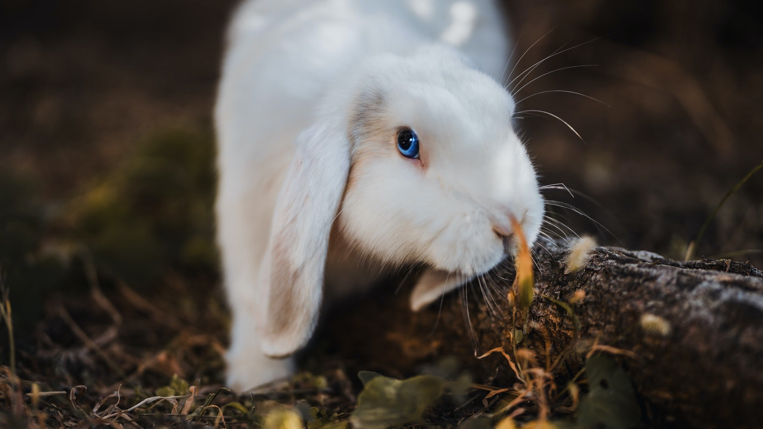 爱游戏登录入口-恩波利重用年轻球员构建未来核心,恩波利球衣