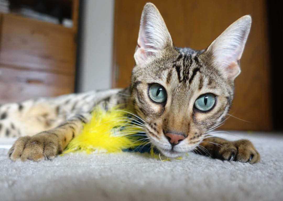 AYX体育-进攻节奏与得分效率是否存在拐点关系，进攻效率是什么意思