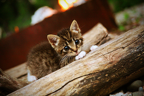 爱游戏中国官方登录入口网站-“萨尔·巴赫：南非新一代橄榄球天才”