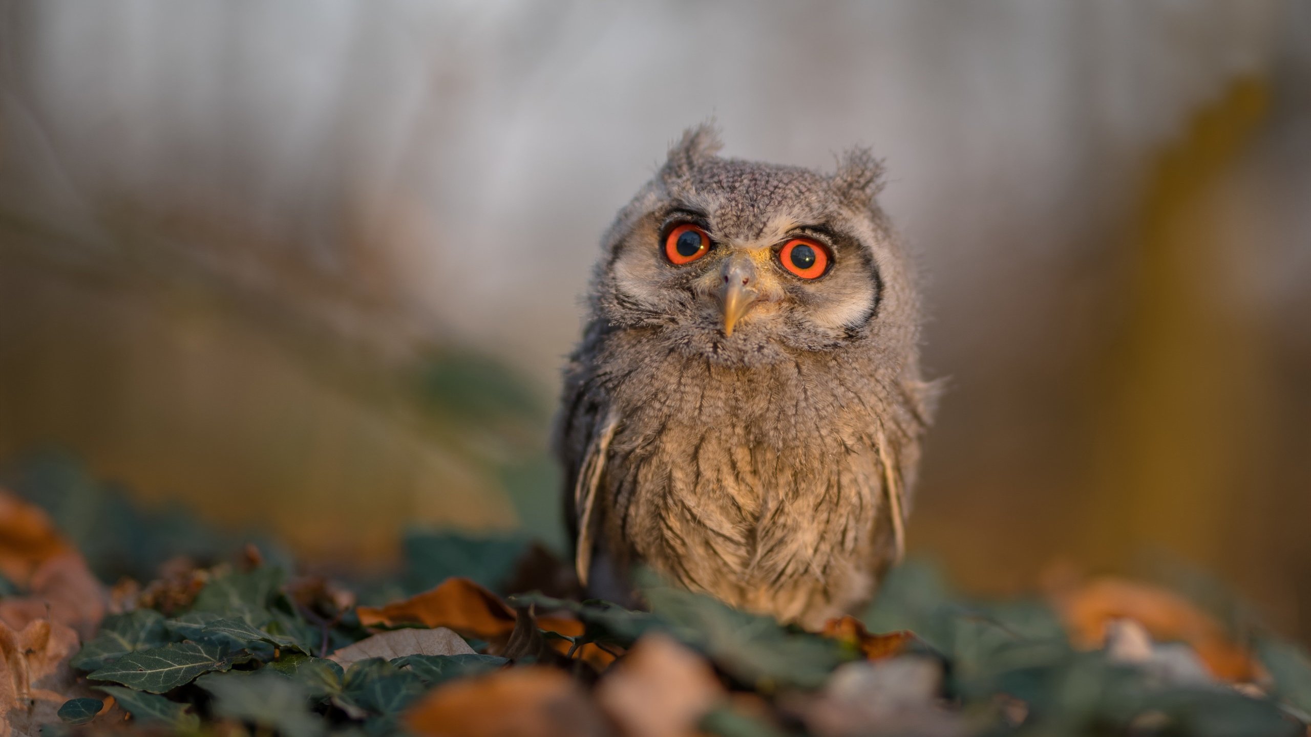 爱游戏体育官方网站-体育教学中个性化评价体系设计,体育学科的个性化教育