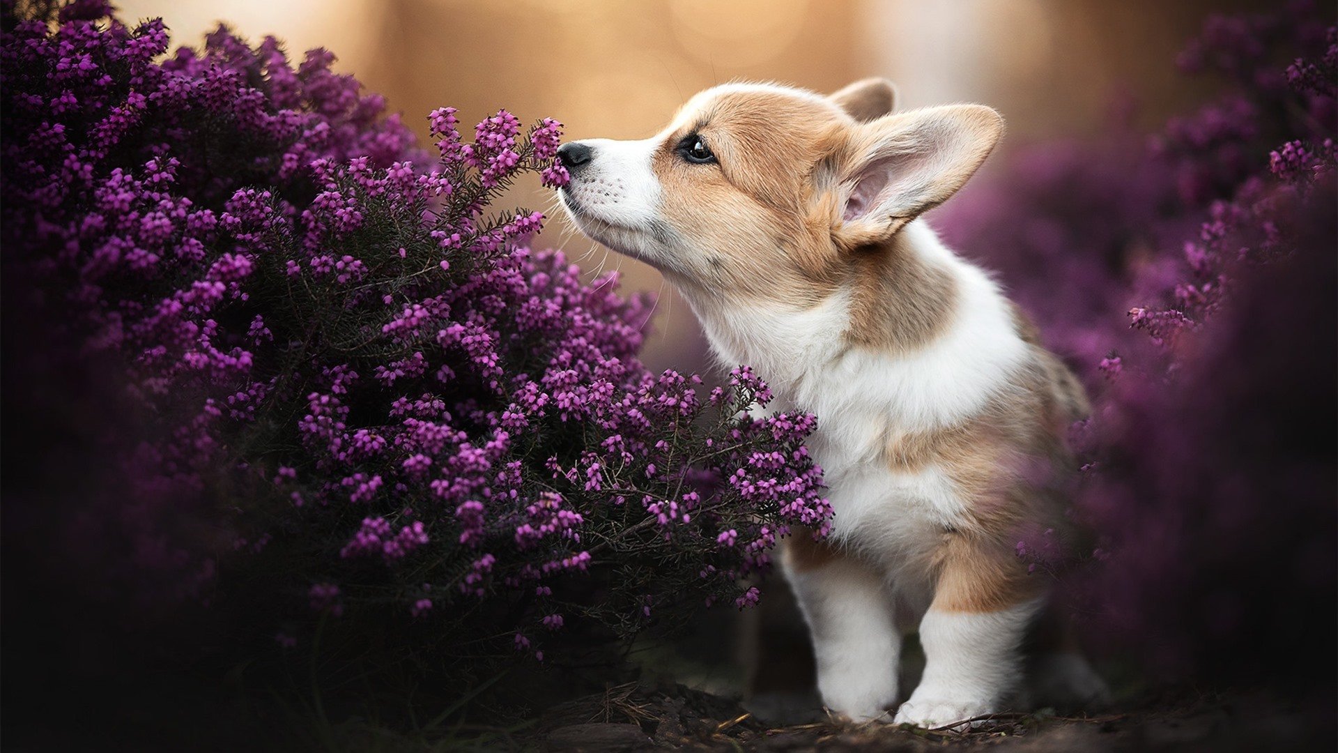 爱游戏体育（AYX）官方APP下载-拉尼·帕利斯特赛后谈心路历程，帕尼尼利拉德