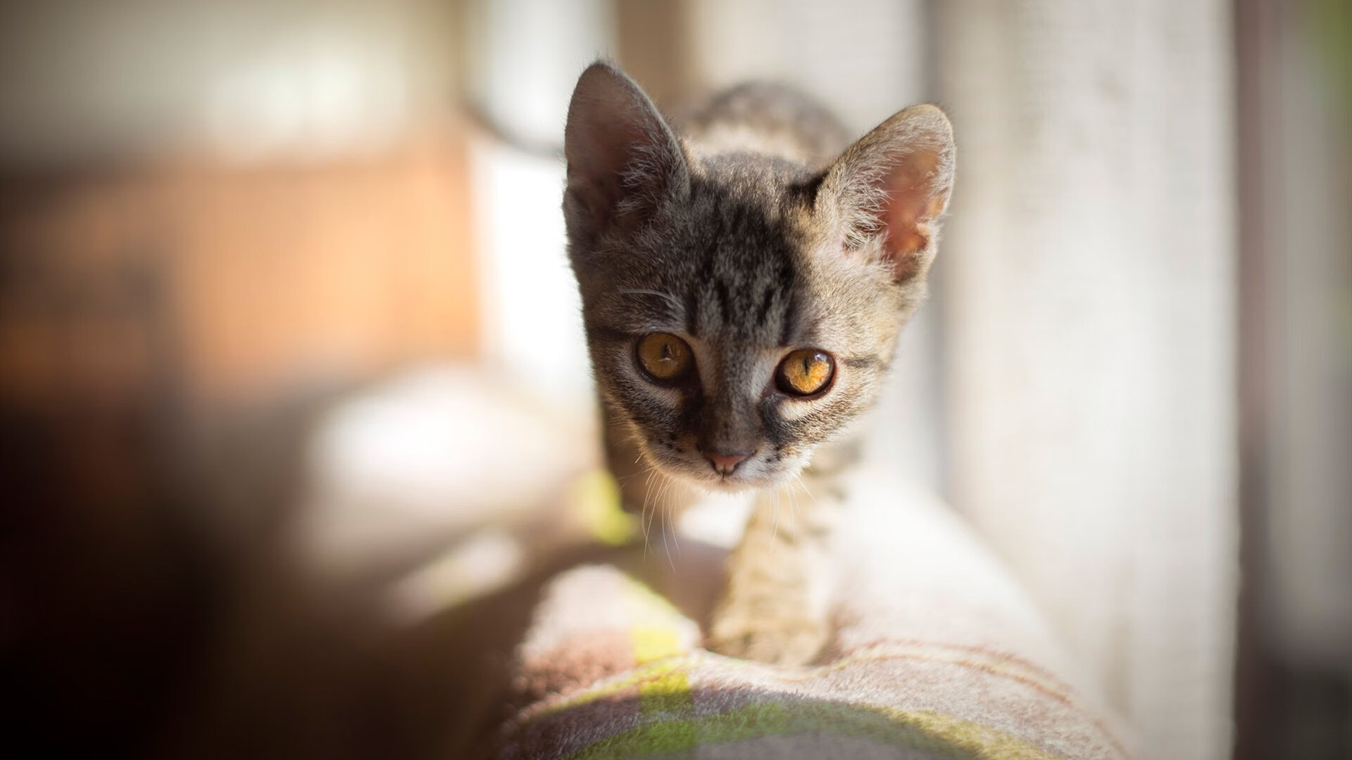 爱游戏娱乐-中国女篮加强防守细节，中国女篮加强防守细节的措施